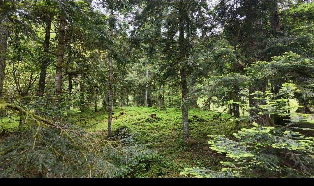 Forest and natural light